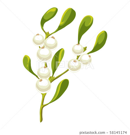 Illustration of mistletoe branch with berries. Illustration of mistletoe branch with berries. 58145174