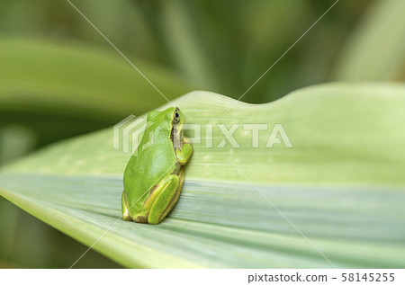 樹蛙 58145255