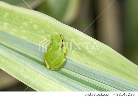 樹蛙 58145256