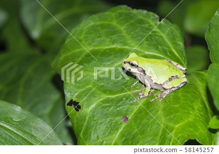樹蛙 58145257