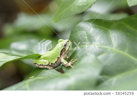 樹蛙 樹蛙 58145259