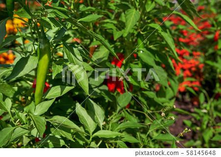 Hot chilli pepper, Organic farm.  58145648