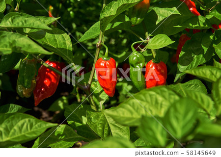 Hot chilli pepper, Organic farm.  58145649
