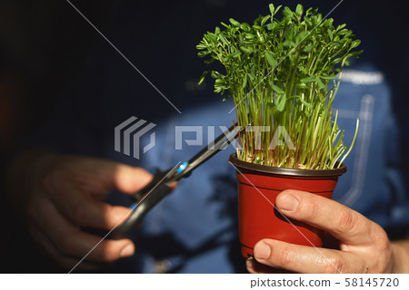 Pot with green pea sprouts in the hands of a cook 58145720