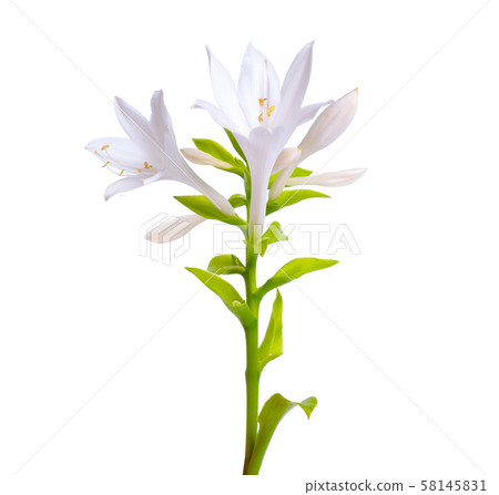 Flowers Hosta plantaginea isolated on white 58145831
