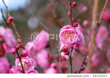 Pink plum blossoms Pink plum blossoms 58145933