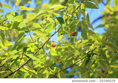 橡子橡子 58146029