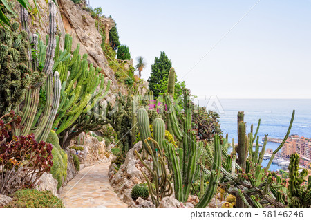 Cacti and other succulents - Monaco 58146246