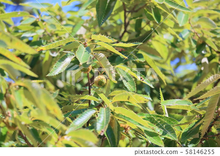 橡子橡子 58146255