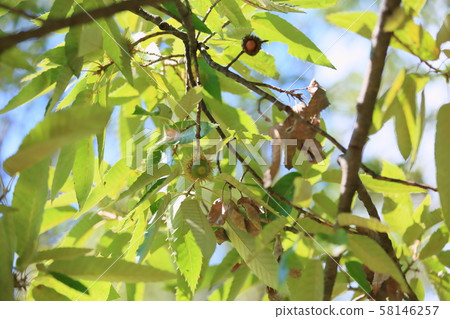 Acorn acorn 58146257
