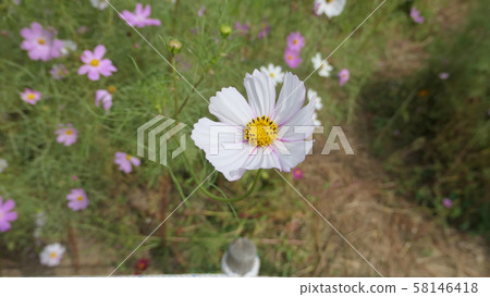 Autumn Cosmos Autumn Cosmos 58146418
