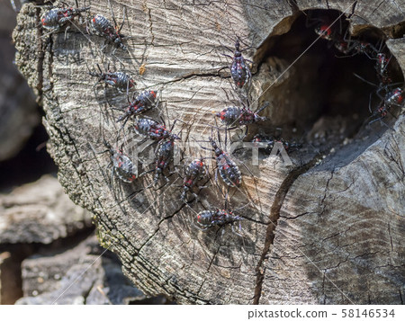Assassin bug Assassin bug 58146534