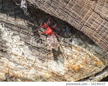 Assassin bug 58146537