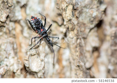 Assassin bug 58146538
