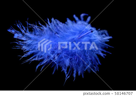 Colored bird feather isolated on black background 58146707