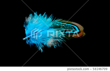 Colored bird feather isolated on black background 58146709