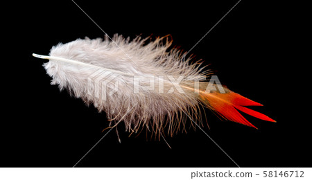 Colored bird feather isolated on black background 58146712