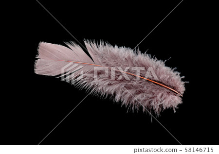 Colored bird feather isolated on black background 58146715