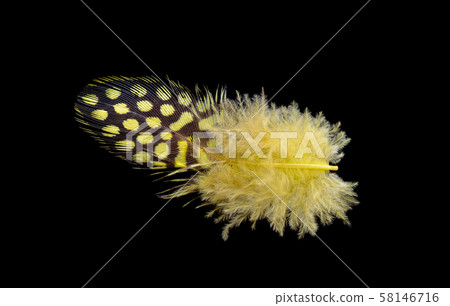Colored bird feather isolated on black background 58146716