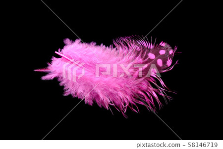 Colored bird feather isolated on black background 58146719
