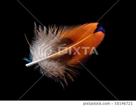 Colored bird feather isolated on black background 58146721