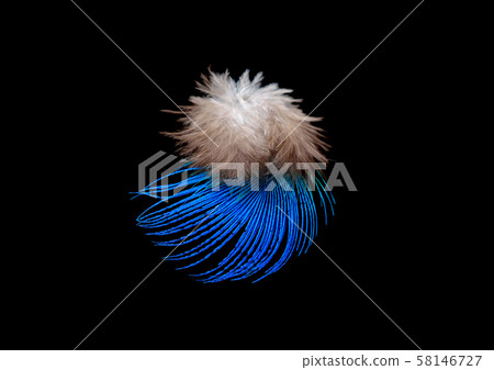 Colored bird feather isolated on black background 58146727