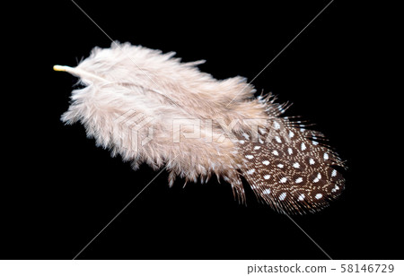 Colored bird feather isolated on black background 58146729