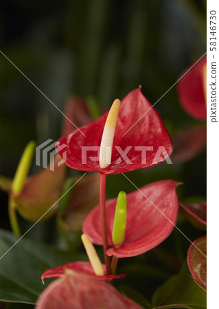 Anthurium Anthurium 58146730