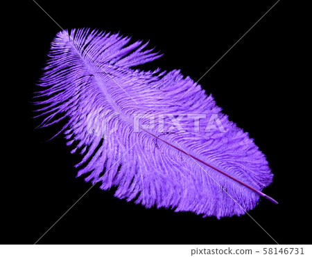 Colored bird feather isolated on black background 58146731