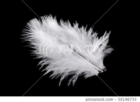 Colored bird feather isolated on black background 58146733