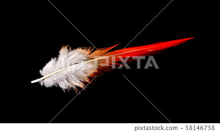 Colored bird feather isolated on black background 58146738