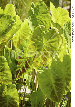 Aquatic plants 58146746