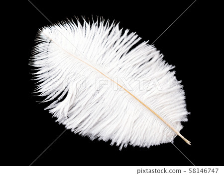 White bird feather isolated on black background 58146747