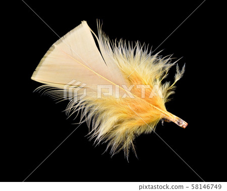 Yellow bird feather isolated on black background 58146749