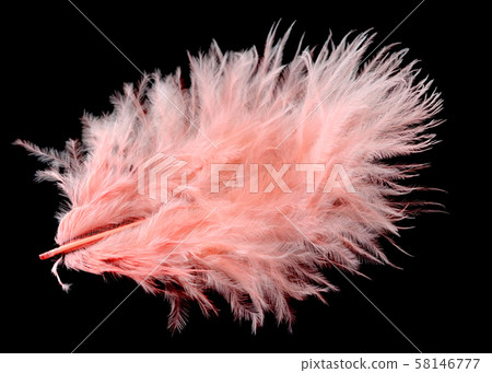 Colored ostrich feather isolated on black 58146777