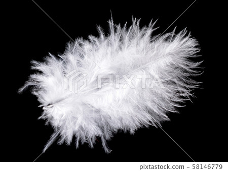 Colored ostrich feather isolated on black 58146779