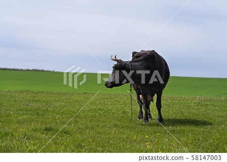 Close up of a Black cow on the field Close up of a Black cow on the field 58147003