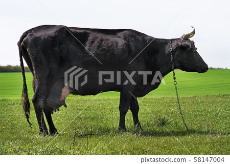 Close up of a black cow standing sideways Close up of a black cow standing sideways 58147004