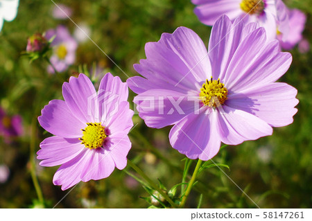 Autumn (Cosmos) 58147261