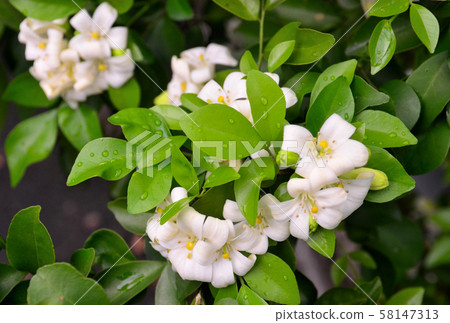 Orange jessamine flower blossom at tree (Murraya Orange jessamine flower blossom at tree (Murraya 58147313