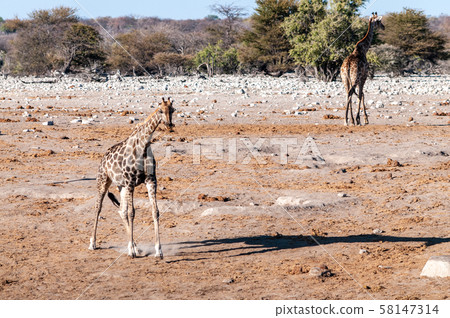 Giraffes in Etosha National Park Giraffes in Etosha National Park 58147314