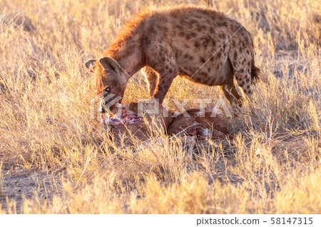 Spotted Hyena with Prey Spotted Hyena with Prey 58147315