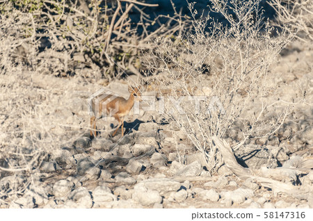 A Dik Dik hiding behind bushes in Etosha A Dik Dik hiding behind bushes in Etosha 58147316