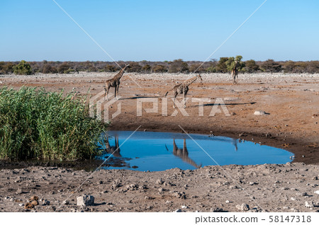 Giraffes in Etosha National Park Giraffes in Etosha National Park 58147318