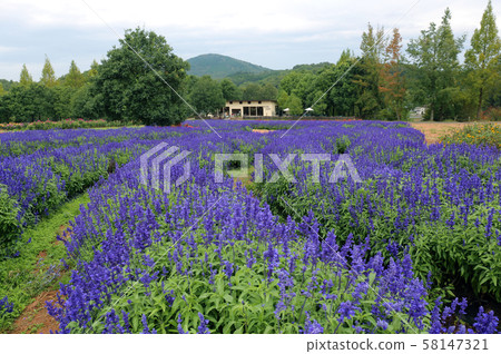 Blue salvia 58147321