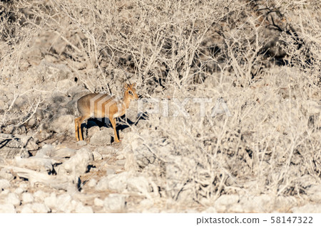 A Dik Dik hiding behind bushes in Etosha A Dik Dik hiding behind bushes in Etosha 58147322