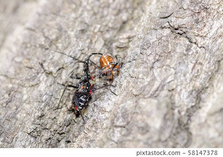 Assassin bug 58147378