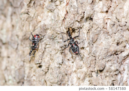 Assassin bug 58147380