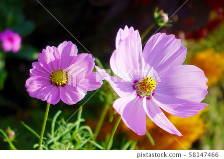 Autumn (Cosmos) 58147466