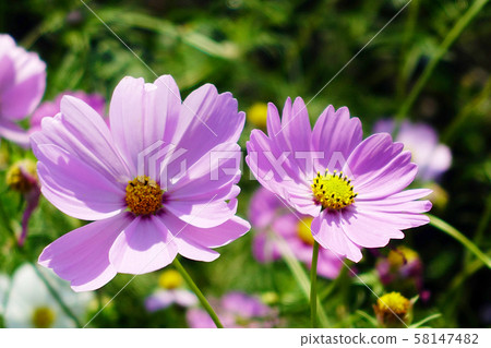 Autumn (Cosmos) 58147482